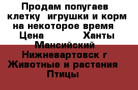 Продам попугаев, клетку, игрушки и корм на некоторое время › Цена ­ 2 500 - Ханты-Мансийский, Нижневартовск г. Животные и растения » Птицы   